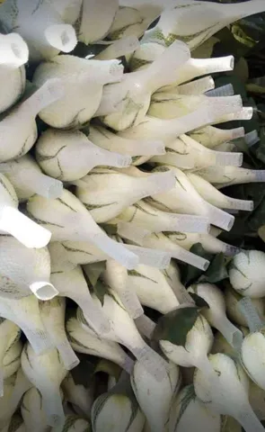 Promoção hoje Rosas 