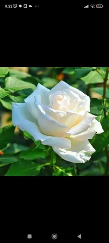 Promoção hoje Rosas