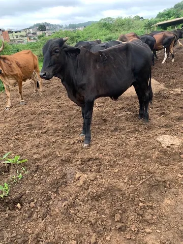 Bezerros nelorados 