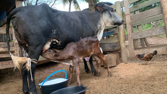 Vacas Leiteiras