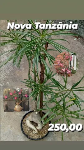Muda de Rosa do Deserto Nova Tanzânia Enxertada (Promoção)