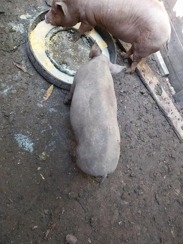 Porca 