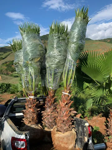 PALMEIRAS ORNAMENTAIS PLANTAS FRUTÍFERAS E ÁRVORES NATIVAS REFLORESTAMENTO 