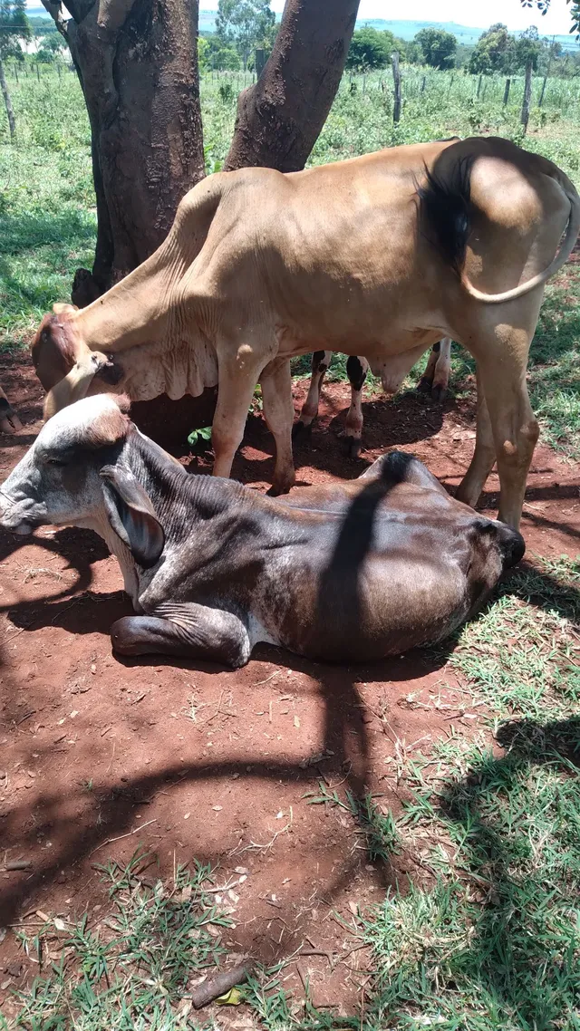 Venda 