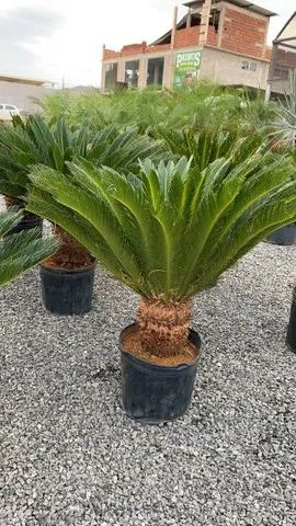 Plantas jardins e Paisagismo 