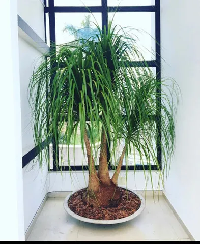 Paisagismo e jardins