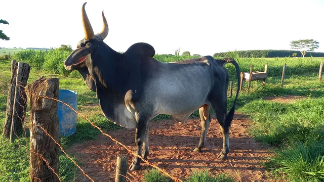 TOURO GUZERA PURO