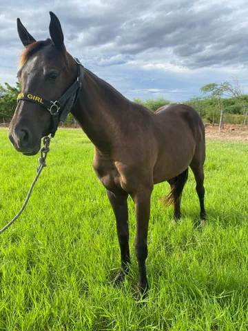 Vendo Potra 7/8 Quarto de Milha 