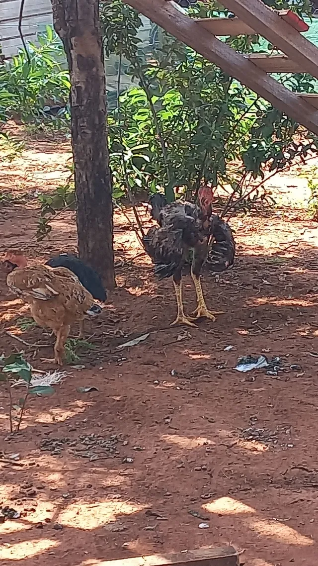 VENDO TERNO DE INDI GIGANTE 