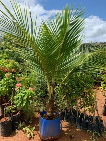 Vendas de Plantas Mendonça Paisagismo 