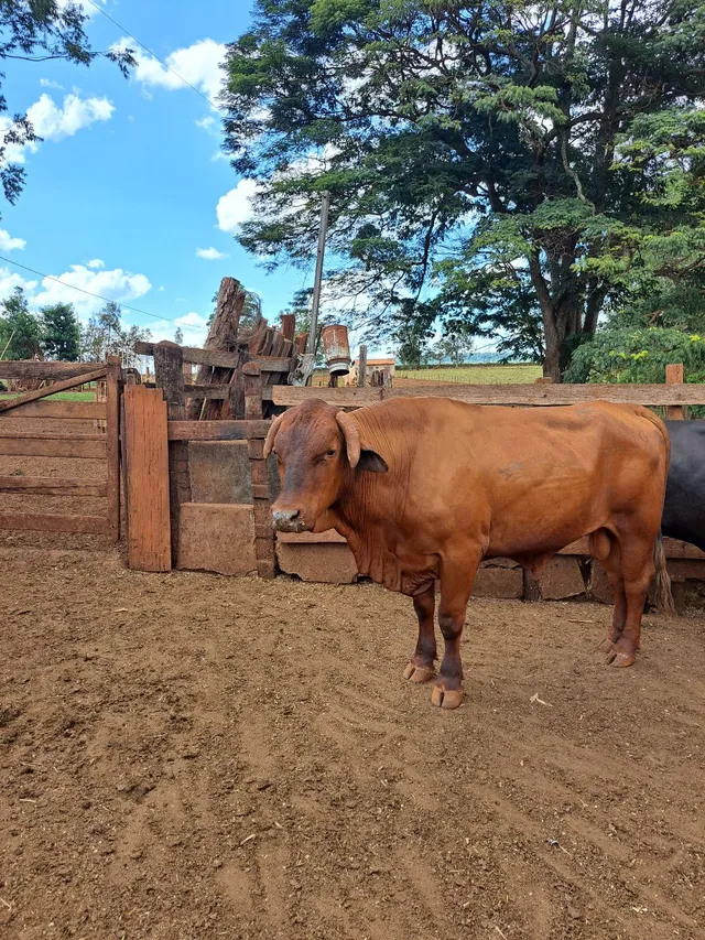 Touro Senangus p.o em Patos de Minas 