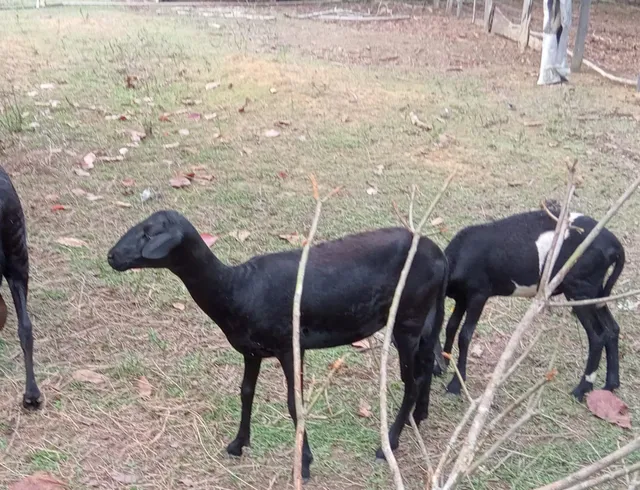Carneiro 