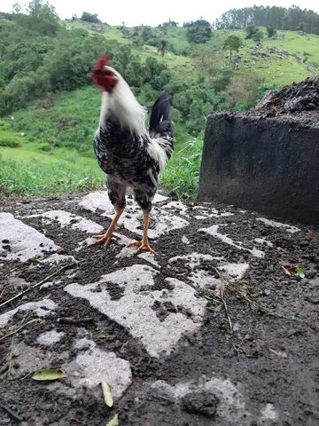 Galo grande