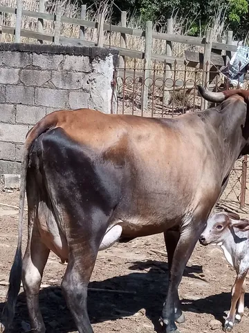 Novilha de leite com bezerro