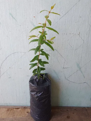 Mudas frutíferas 