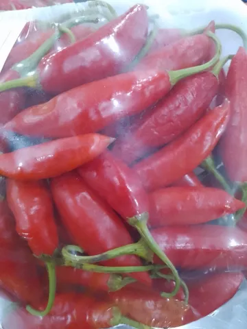 Mudas de pimenta ? dedo de moça 