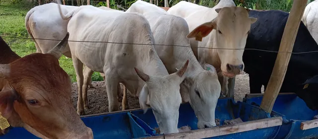 5 novilhas 1 vaca e 4 novilhos