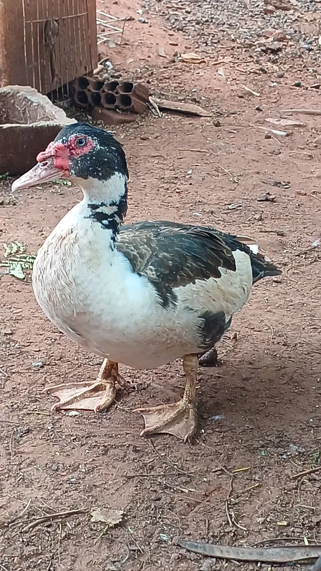 Vendo Patos reprodutores 