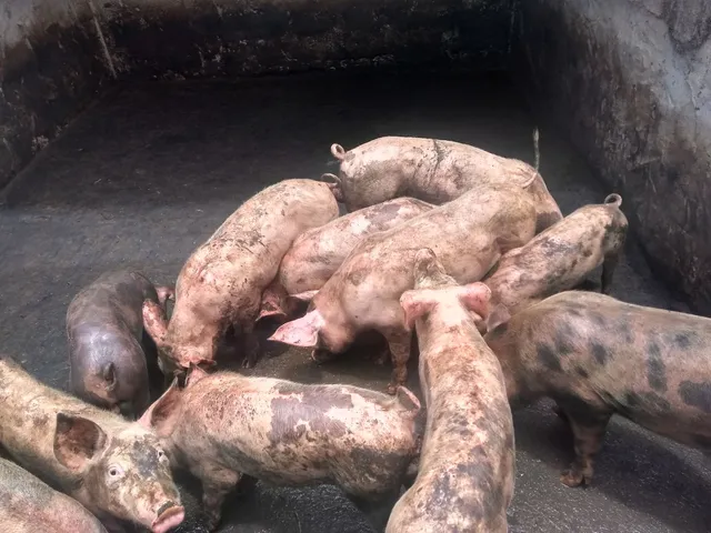 Porcos