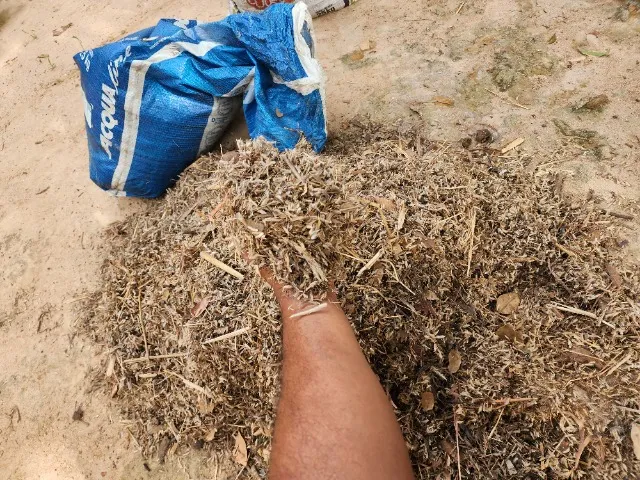 Sementes de Capim Andropogon 2023