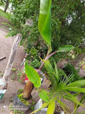 Banana Rocha do Caribé