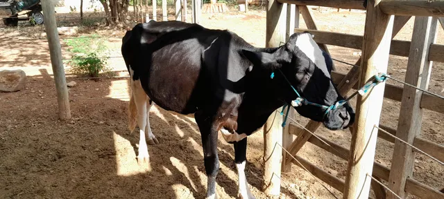 Vaca