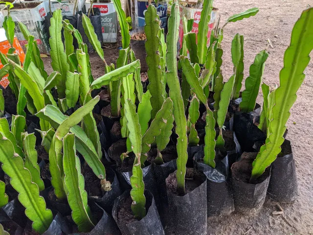 Mudas De Pitaya - Já enraizada