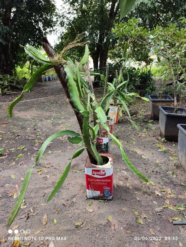 Pitaya Enxertadas ! Já Produz !!!
