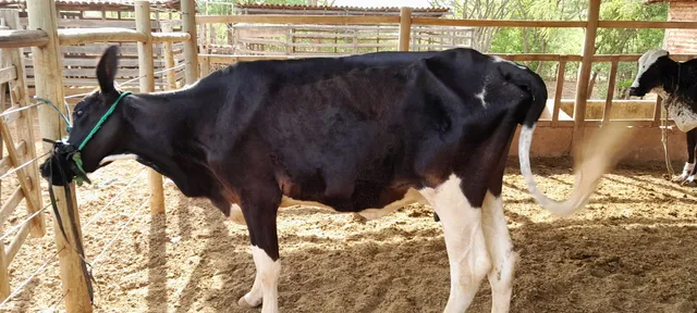 Vaca holandesa 