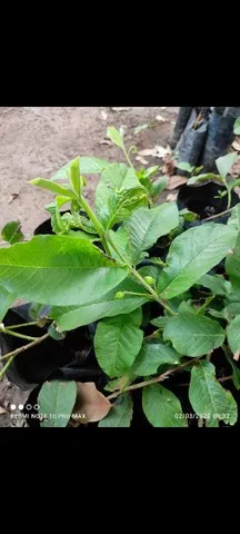 Goiaba Paluma - Já com frutos Enxertada