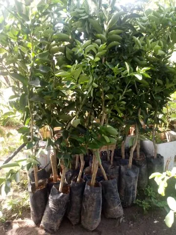 Mudas de Limão Tahiti Enxertado