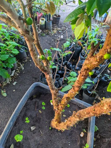 Jabuticaba Sabará Produzindo ! + Brinde !