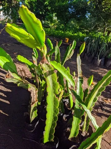 Pitaya 5 reais ja produz !! 