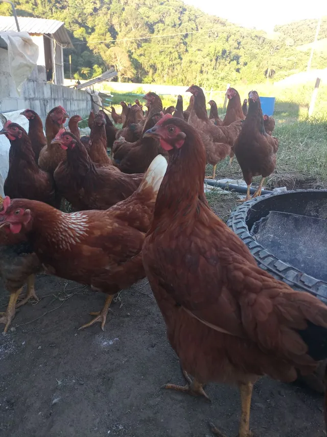 Franga poedeira 