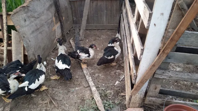 Patos machos 