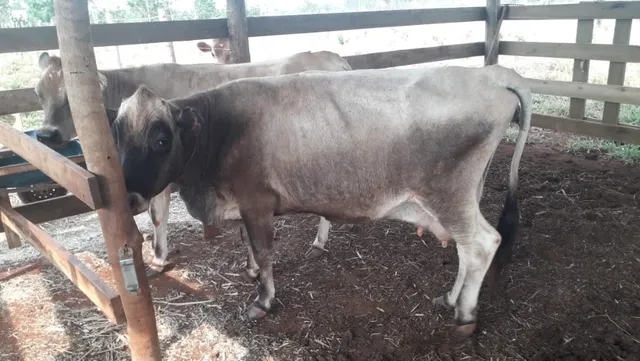 Vacas Jersey 