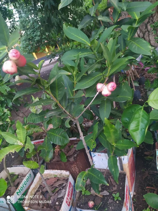 Jambo Rosa de Cacho ! 