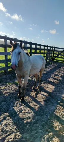 Cavalo mestiço com criolo
