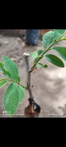 Atemoia Enxertada Já com frutos 