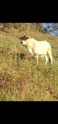 Vaca 