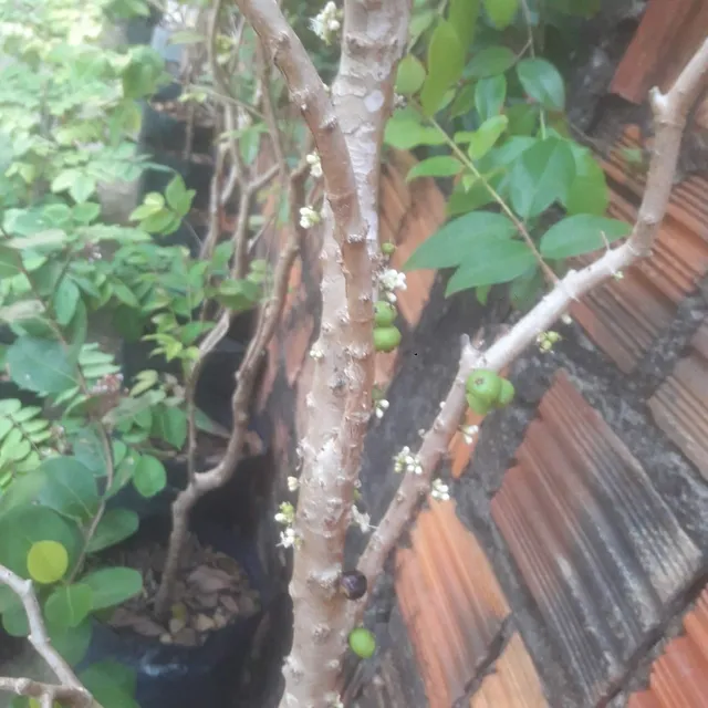 plantas enxertadas 