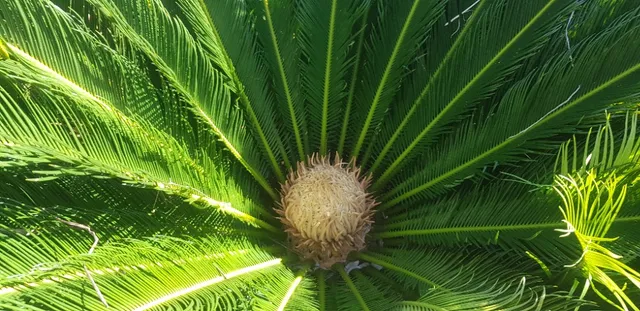 Cica revoluta