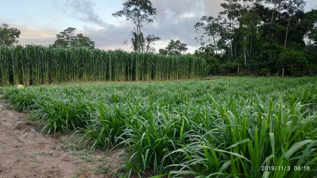 Embrapa Capiaçu