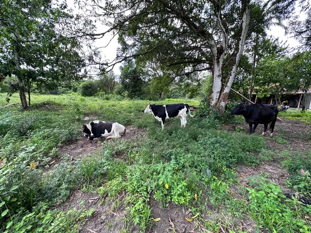 3 VACAS LEITEIRAS, PRA VENDER
