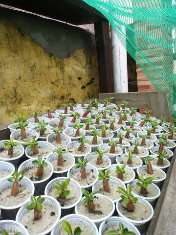 Vendo mudas de rosas sadias a 10 reais