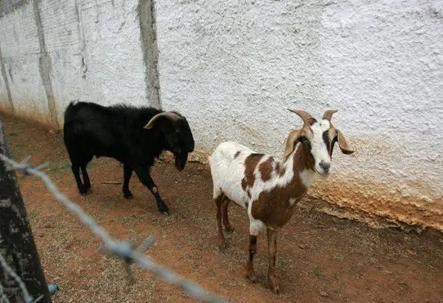 Vende-se bode