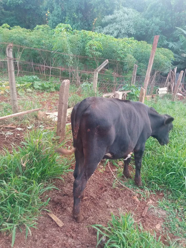 Vende-se garrote de 8 a 9 arroba