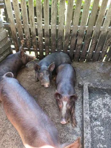 porcos e leitões