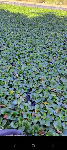 Aguapé PLANTA AQUÁTICA 