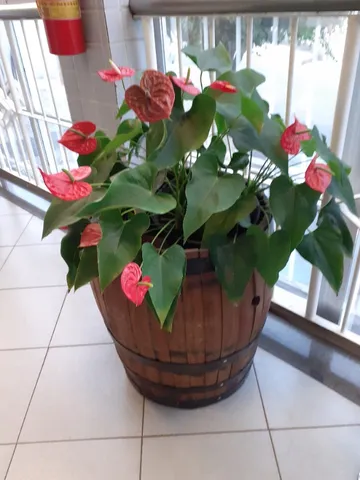 Barril Decorativos